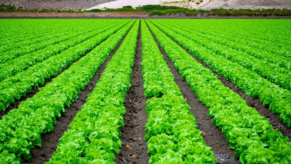 What Is Natural Vegetation