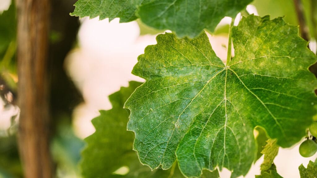 plant tissue culture and applications