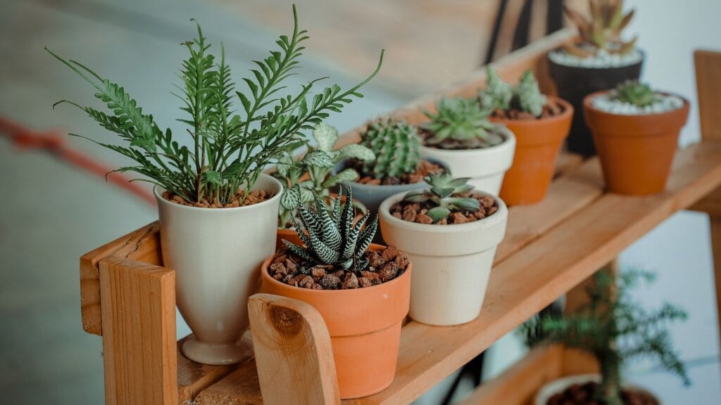 Plant Tissue Culture And Applications