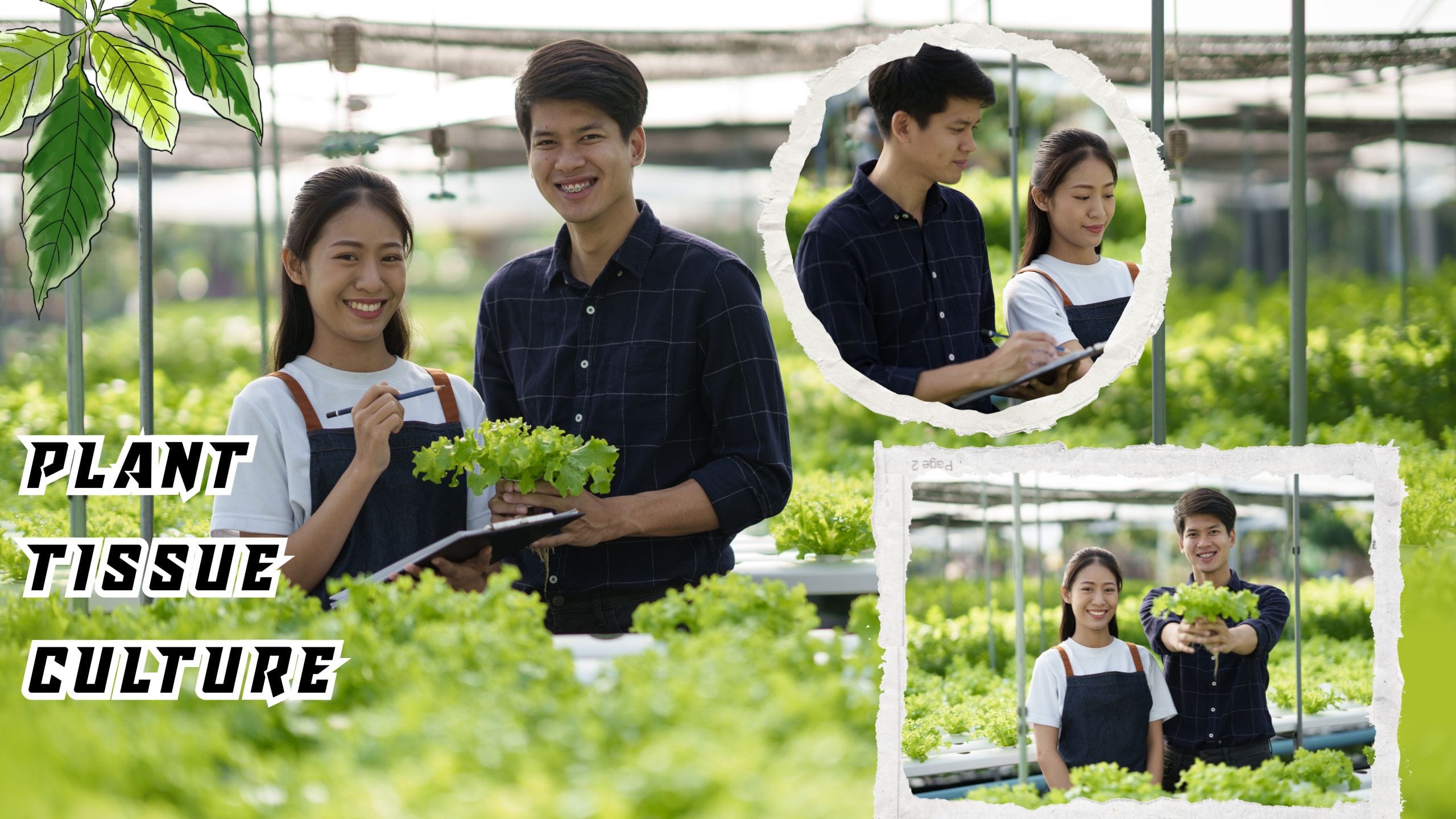 plant tissue culture