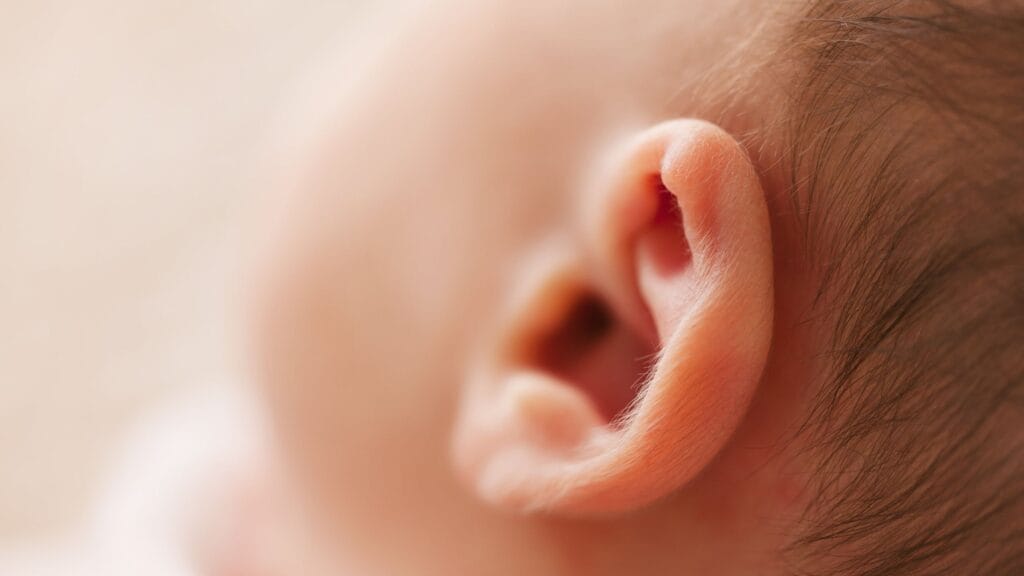 Smallest Bone In The Human Body