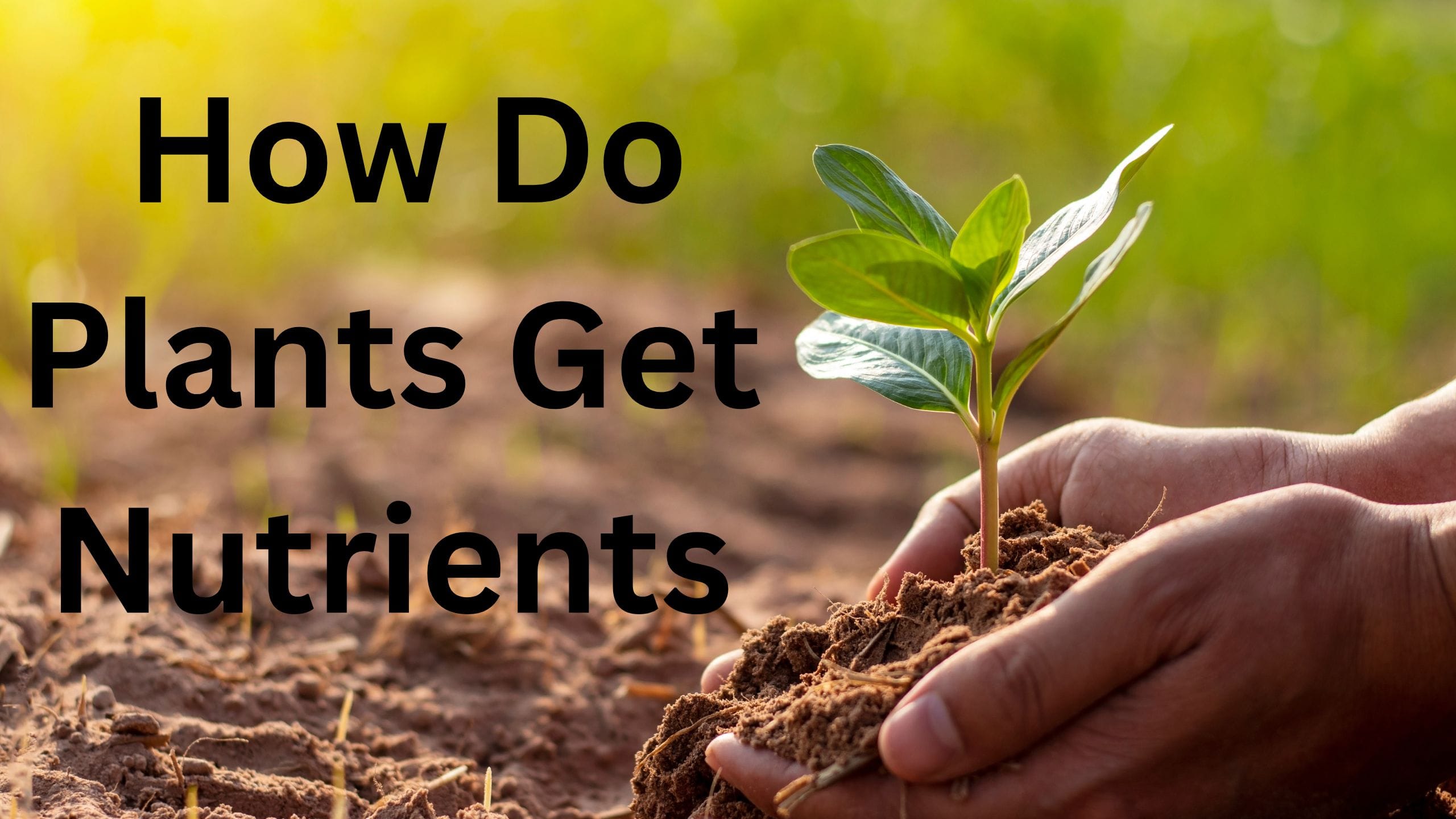 How Do Plants Get Nutrients