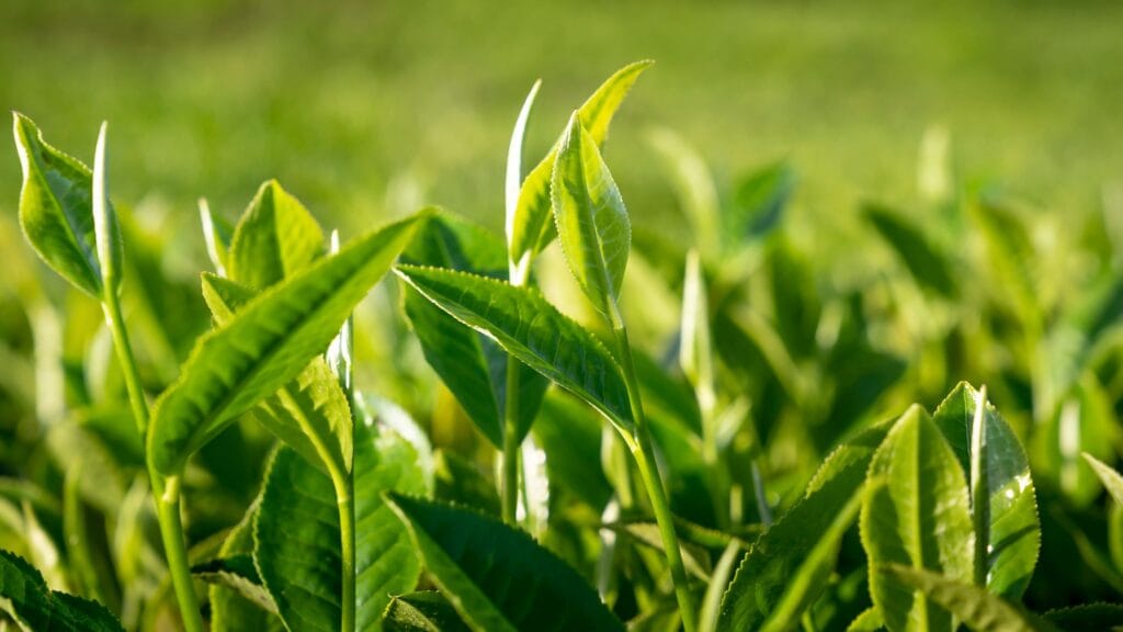 How Do Plants Get Nutrients