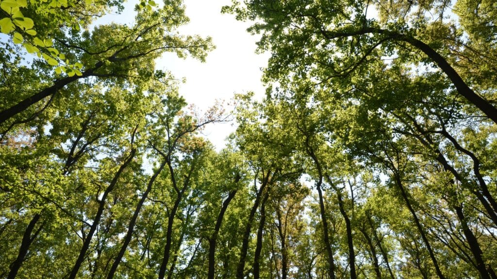 What Is Natural Vegetation