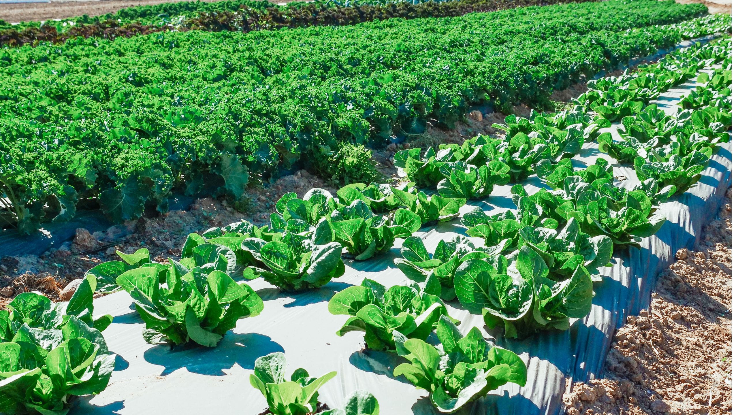 What Is Natural Vegetation