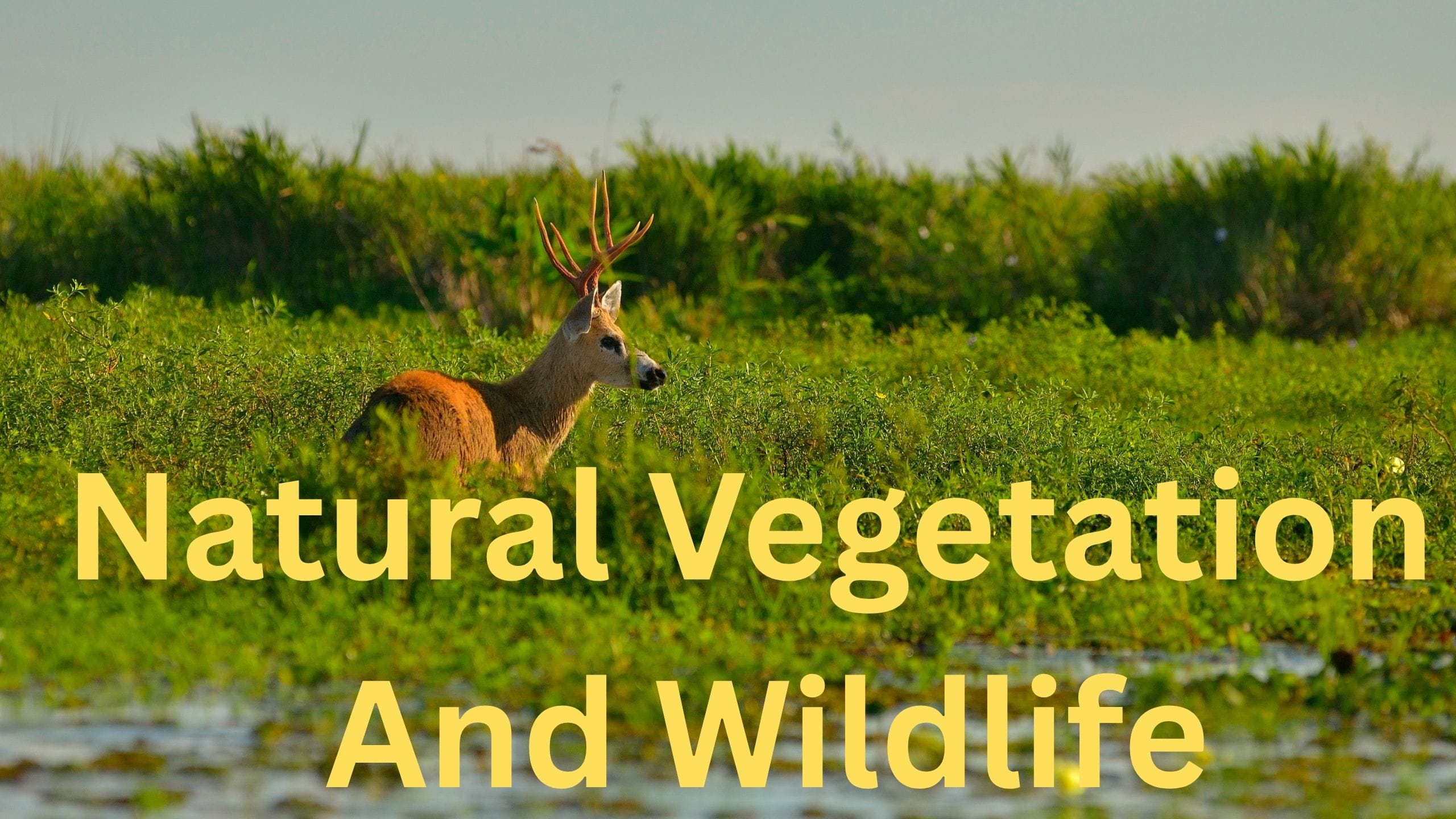 Natural Vegetation And Wildlife