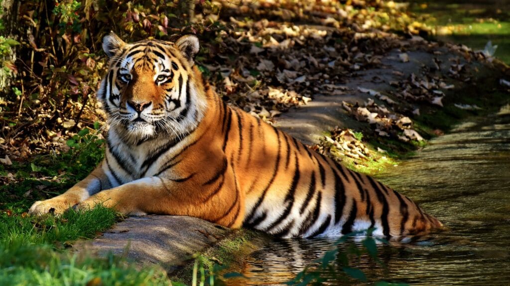 Natural Vegetation And Wildlife